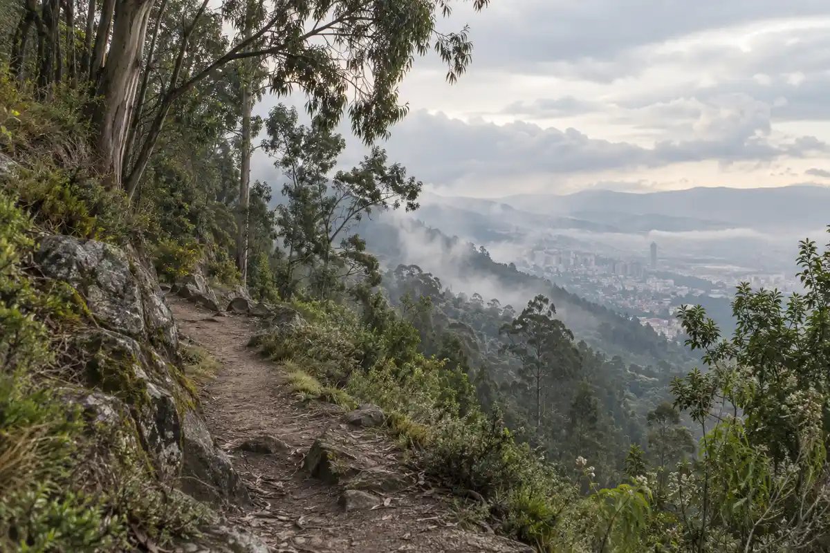 Illustration of a misty eucalyptus trail on the hills above Bogotá